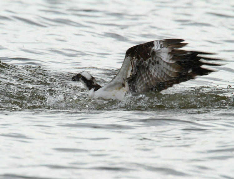 osprey Pandion haliaetus immediately after fishing dive, wings raised within the water