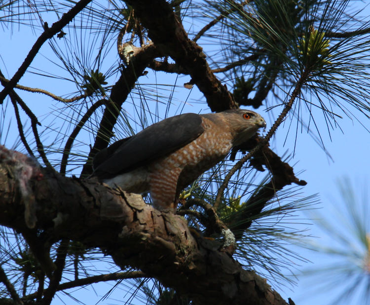 either Cooper's hawk Accipiter cooperii or sharp-shinned hawk Accipiter striatus perched warily in tree