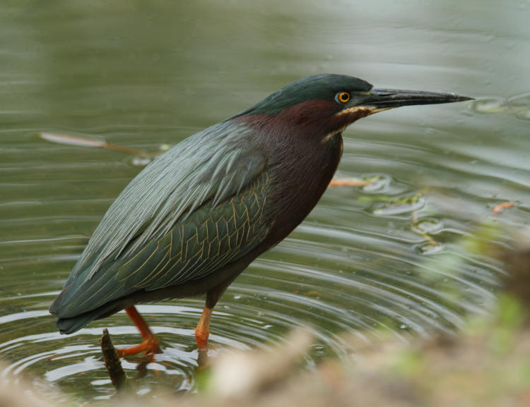 green heron Butorides virescens stalking in shallows