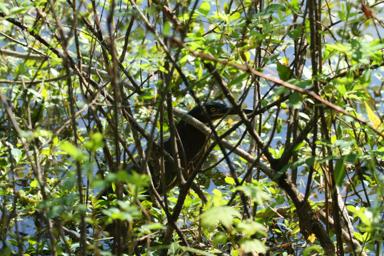 green heron Butorides virescens peering out from weeds at water's edge