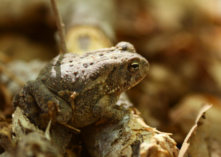 small American toad Anaxyrus americanus depending on camouflage