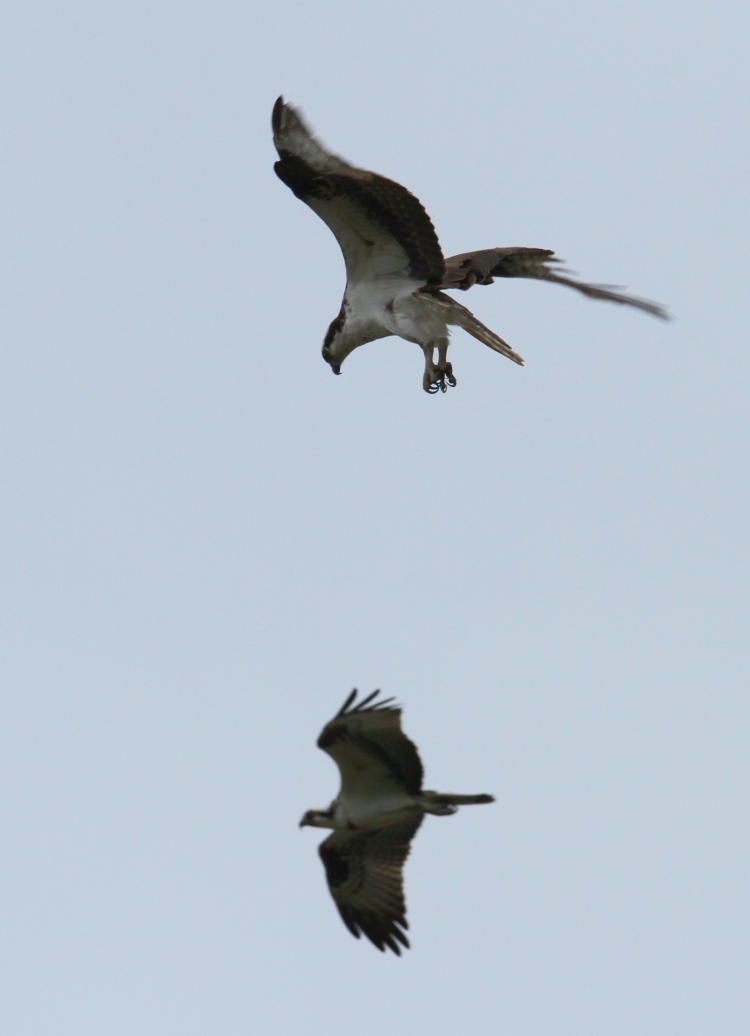 pair of ospreys Pandion haliaetus actively fishing