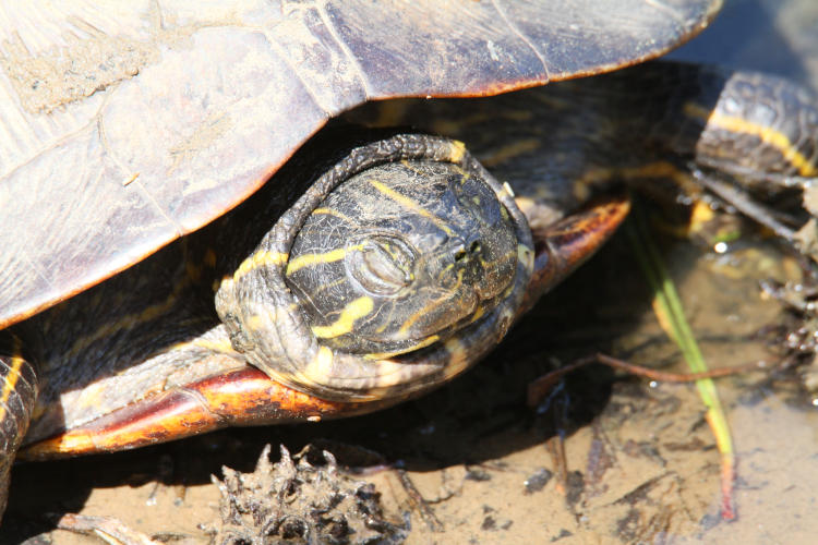 yellow-bellied slider Trachemys scripta scripta with damaged or missing eyes