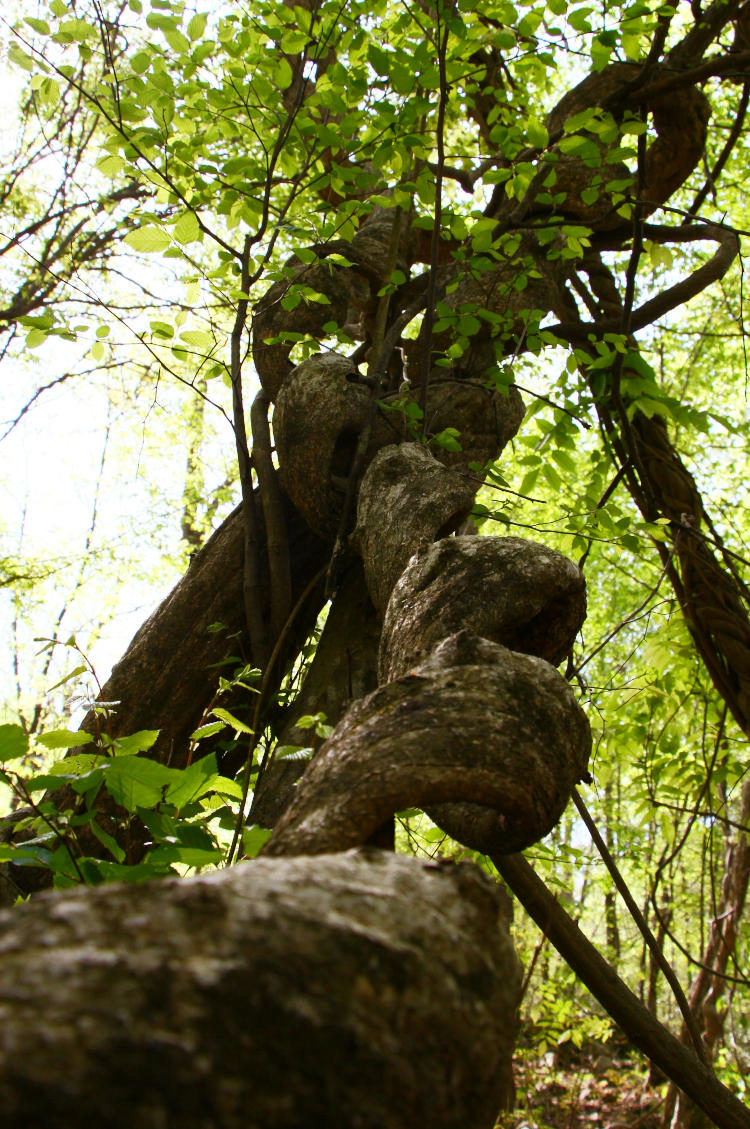 same helix vines/saplings shot blind from below