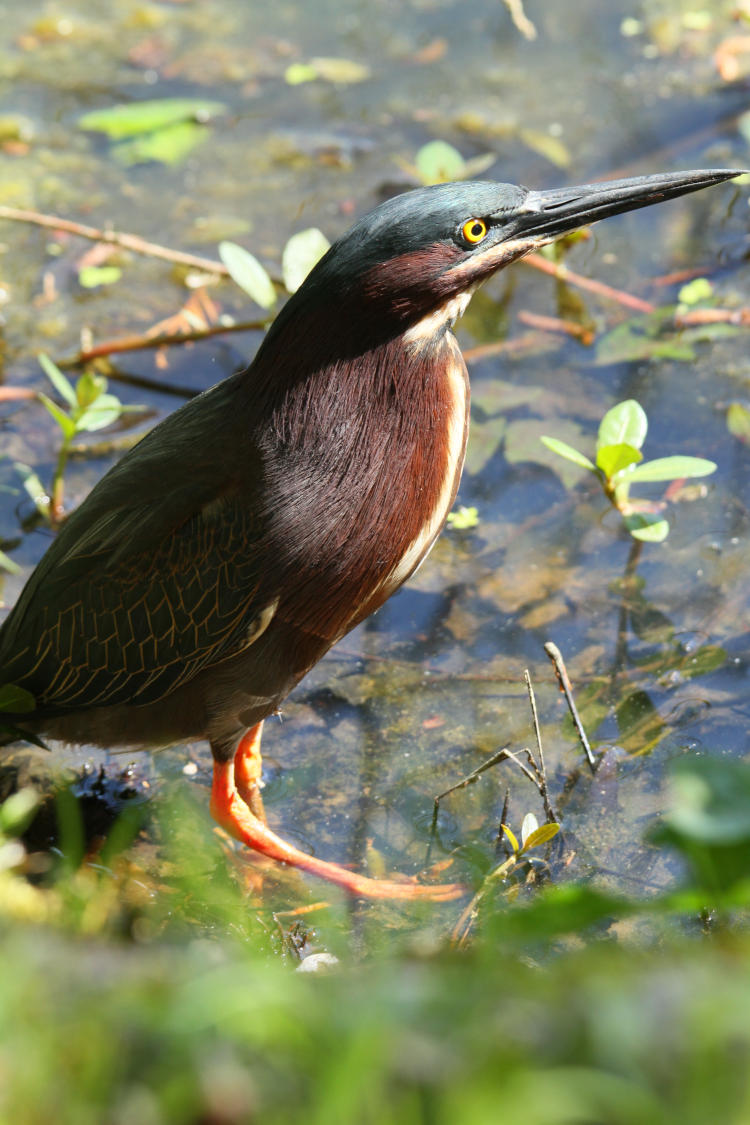 green heron Butorides virescens in profile