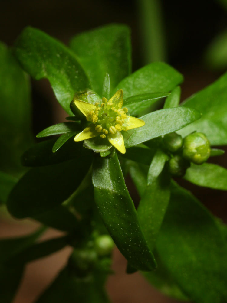 unidentified yellow flowering weed 