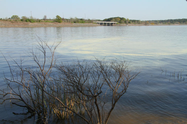 pine pollen visibly moving across Jordan Lake