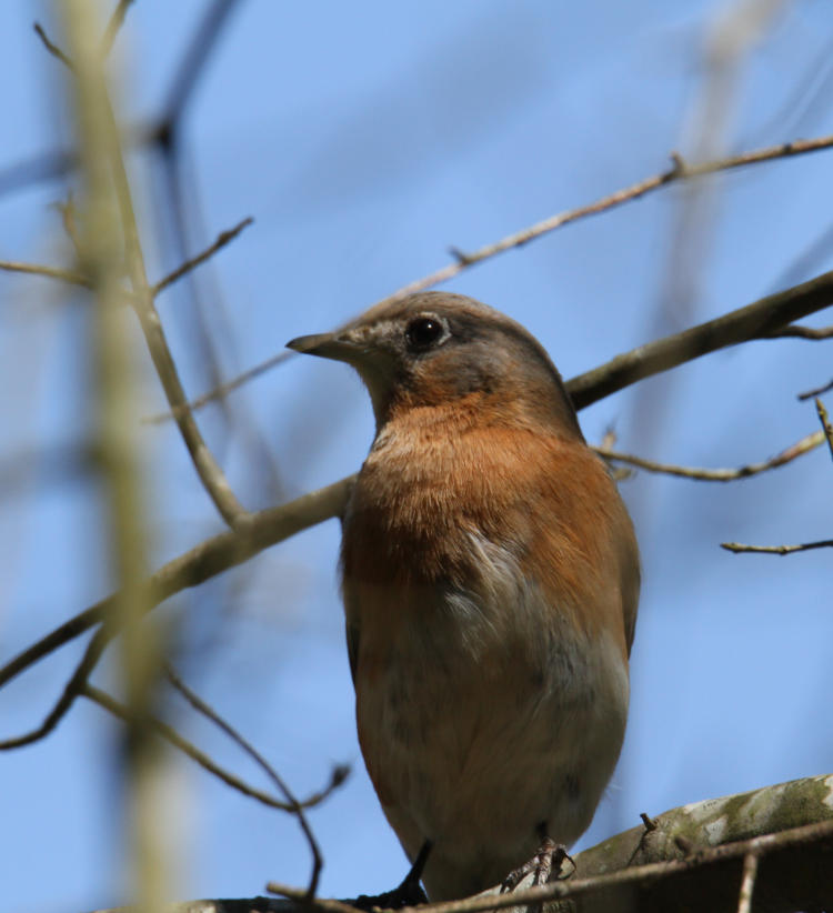 female eastern bluebird Sialia sialis hanging out