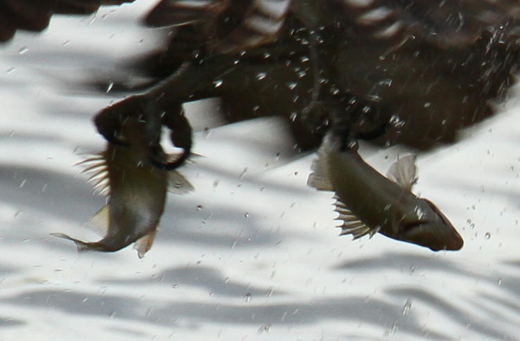 closeup of fish from previous frame