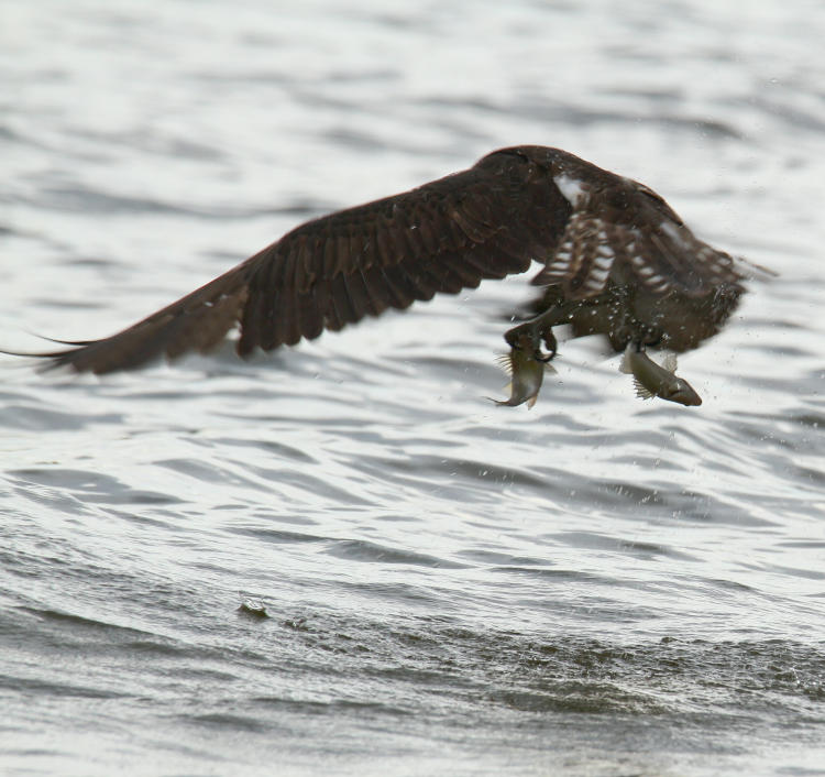 osprey Pandion haliaetus rising from water with a fish in either talon