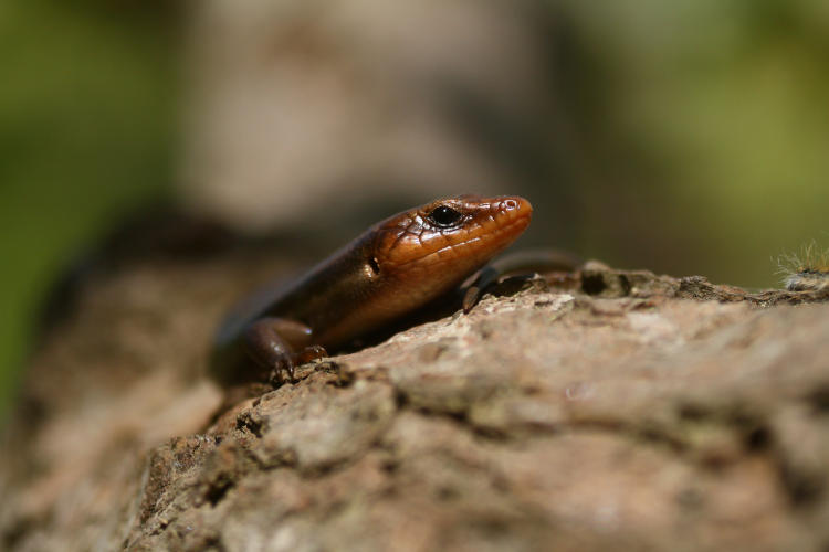 male American five-lined skink Plestiodon fasciatus starting to get suspicious