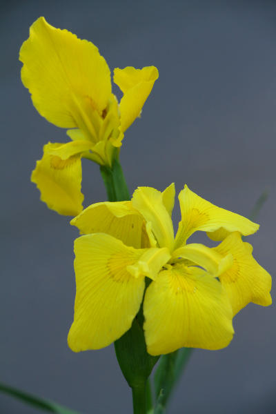 pair of water iris yellow flag iris Iris pseudacorus blossoms on pond's edge