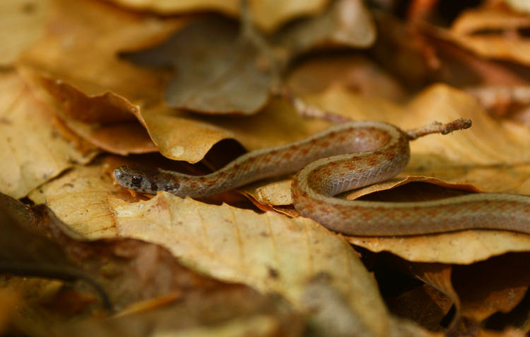 brown snake Storeria dekayi unearthed from under log