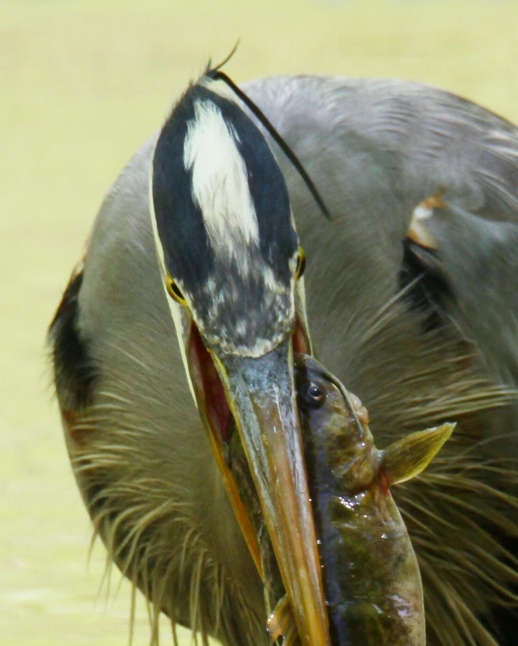 great blue heron Ardea herodias with channel catfish Ictalurus puntatus in its beak