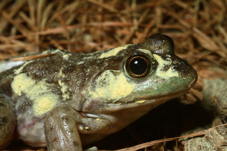 American bullfrog Lithobates catesbeianus coated in pollen 'camo' pattern