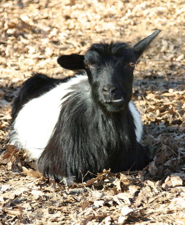 it's just a goat, I'm not trying to determine the breed, but his name is Osmar, okay?