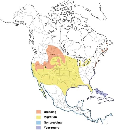 diagram of willet Tringa semipalmata range in North America, from The Cornell Lab