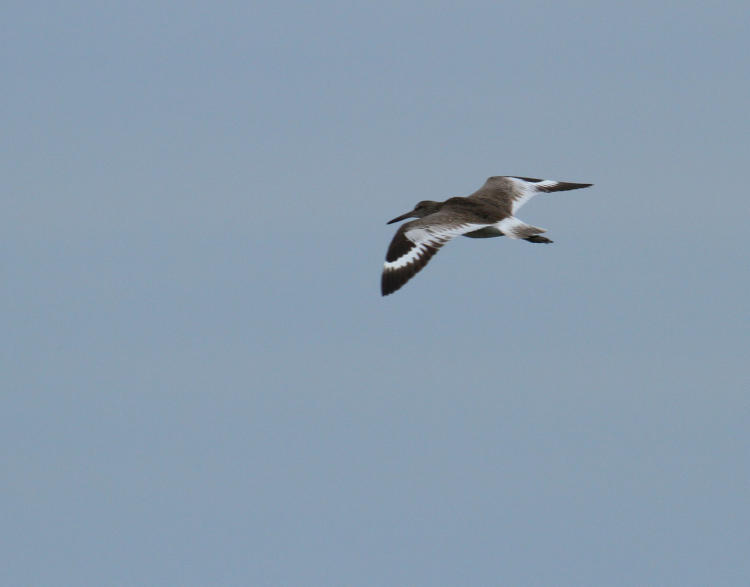 willet Tringa semipalmata flying off a short distance