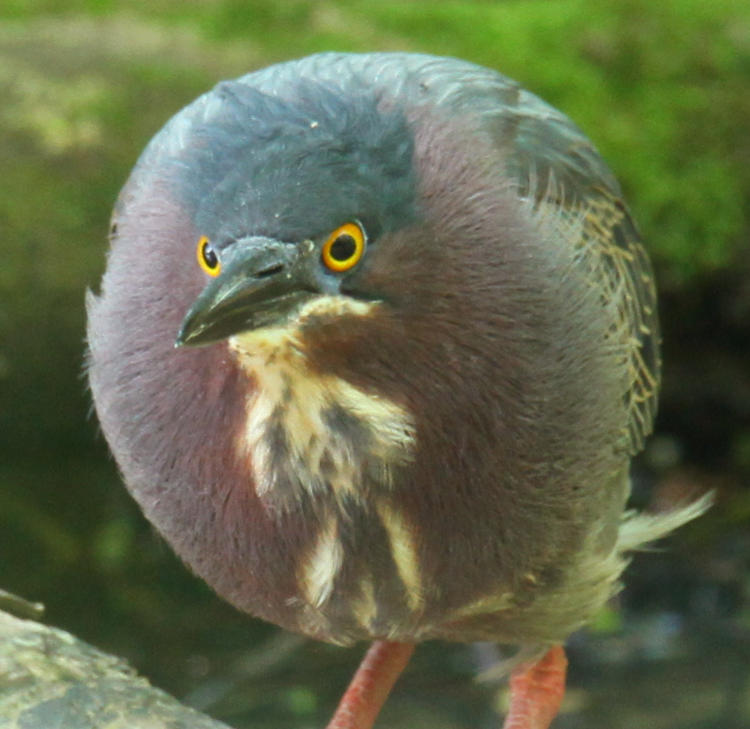 green heron Butorides virescens looking globular