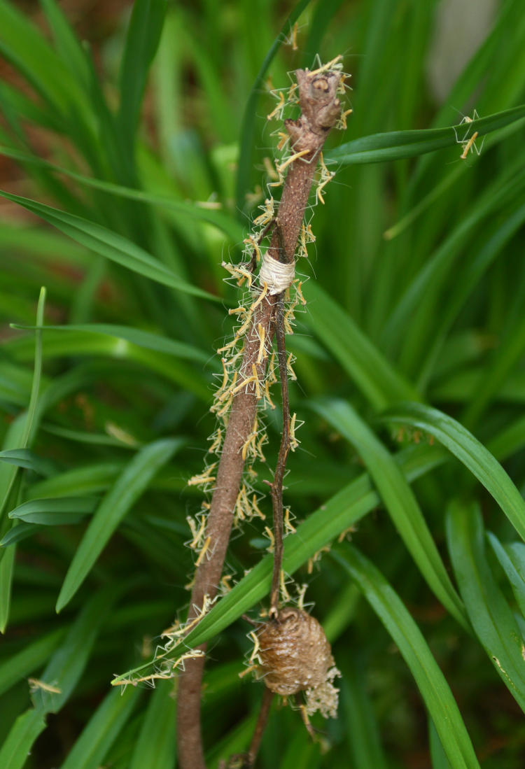 newly hatched Chinese mantids Tenodera sinensis swarming near egg sac ootheca