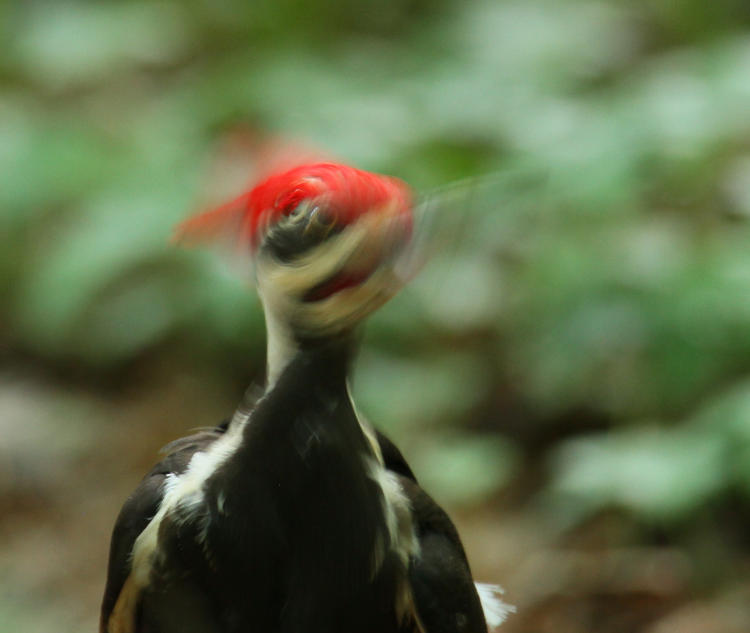 pileated woodpecker Dryocopus pileatus moving head during exposure