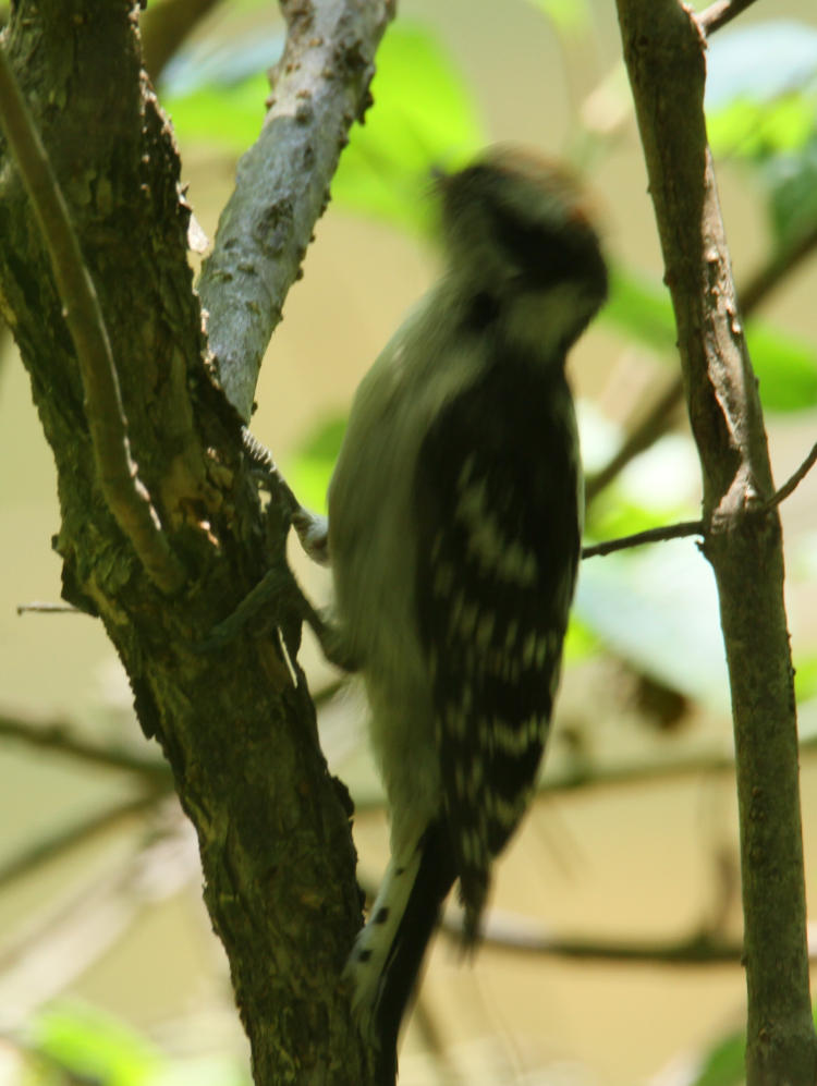 juvenile downy woodpecker Dryobates pubescens moving head during exposure