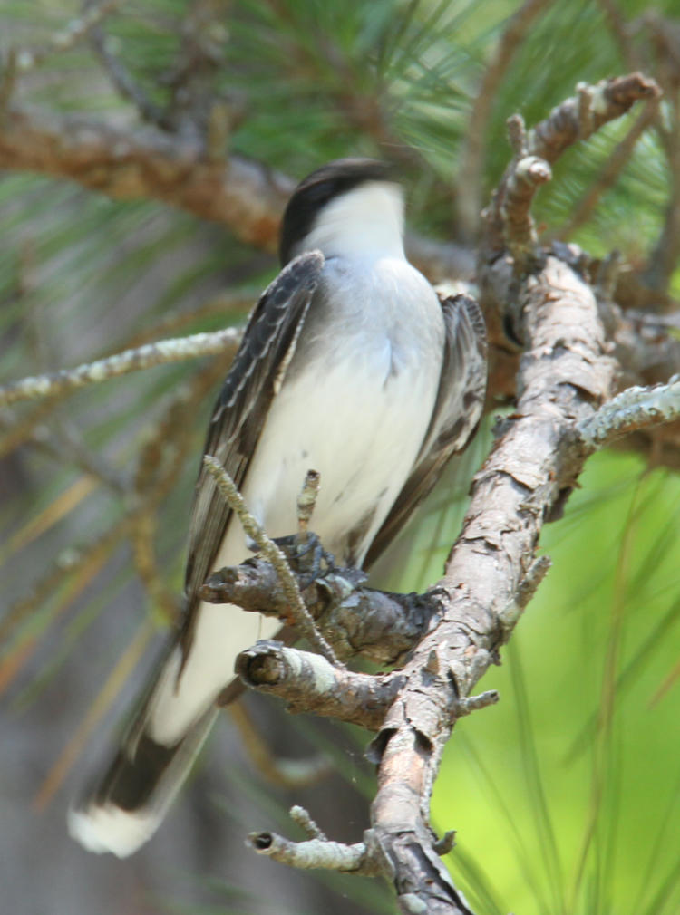 eastern kingbird Tyrannus tyrannus moving head during exposure