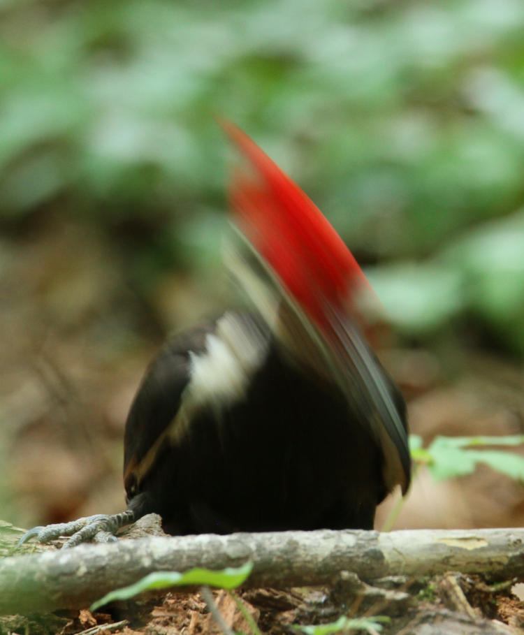 pileated woodpecker Dryocopus pileatus moving head during exposure