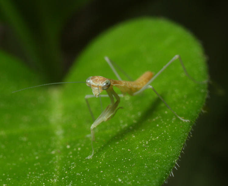 newborn Chinese mantis Tenodera sinensis approaching camera