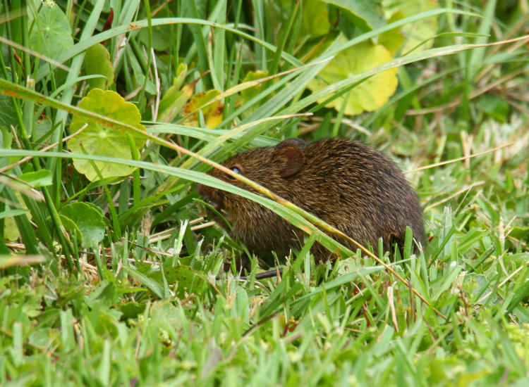 vole, likely meadow vole Microtus pennsylvanicus, pausing while slightly obscured by grasses