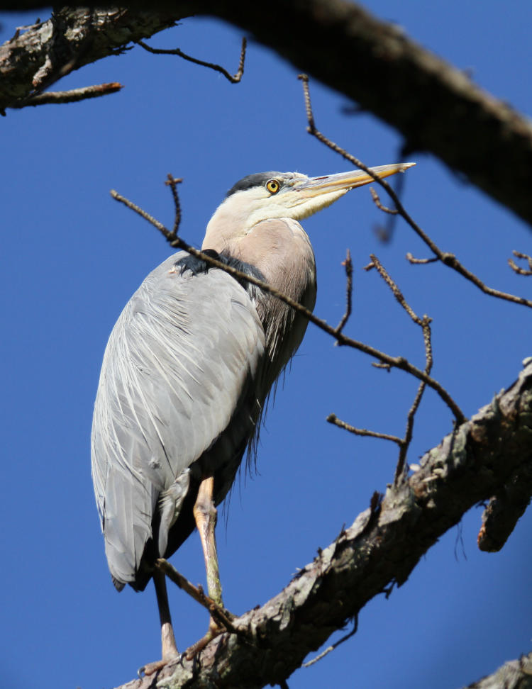 great blue heron Ardea herodias in dead tree