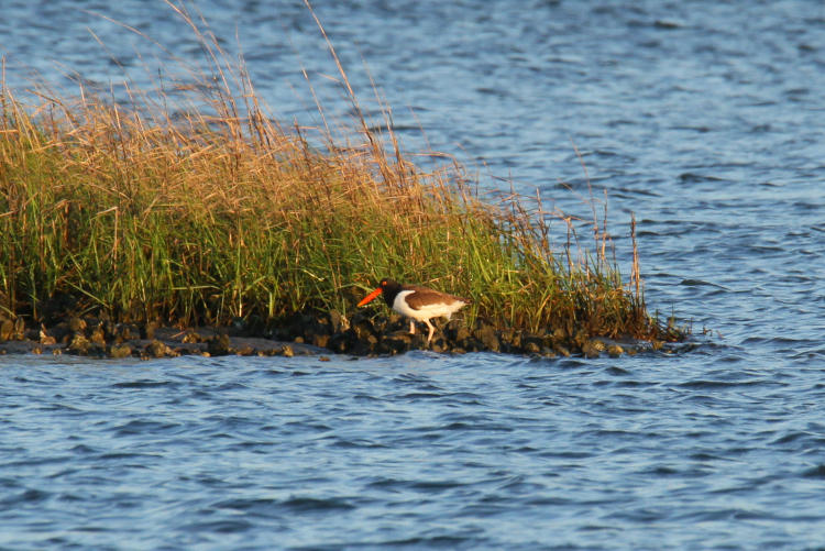 American oystercatcher Haematopus palliatus foraging along tussock island