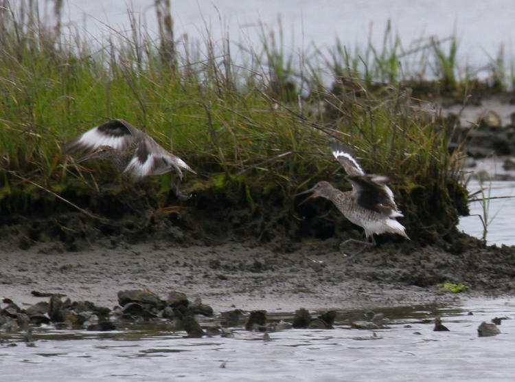 pair of willets Tringa semipalmata as mating ceases