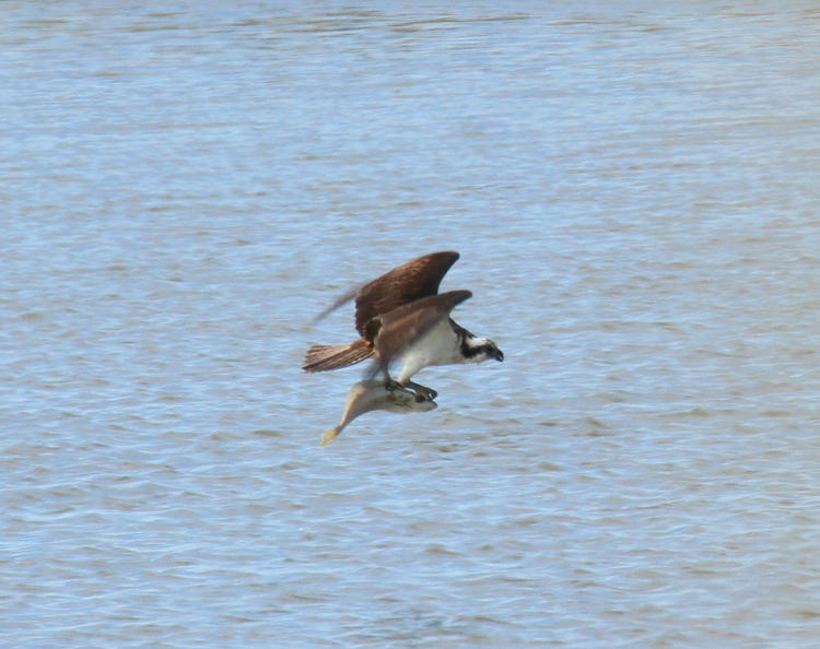 osprey Pandion haliaetus climbing with a large flounder in its talons