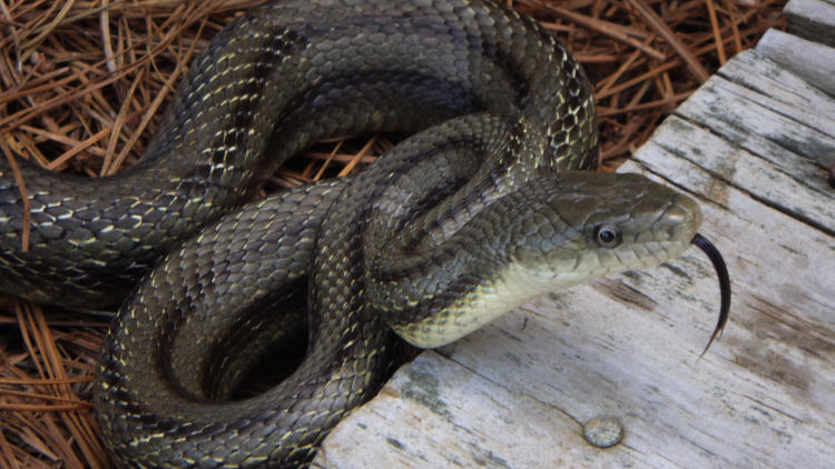 yellow eastern rat snake Pantherophis alleghaniensis quadrivittata not as threatened anymore
