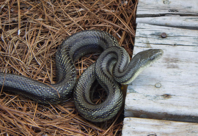 yellow eastern rat snake Pantherophis alleghaniensis quadrivittata coiled protectively at edge of walkway