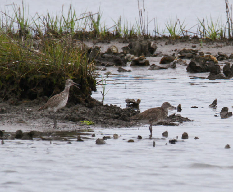 pair of willets Tringa semipalmata in apparent courting behavior