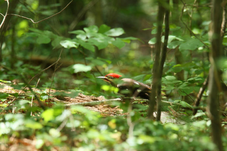 full frame of male pileated woodpecker Dryocopus pileatus at ground level