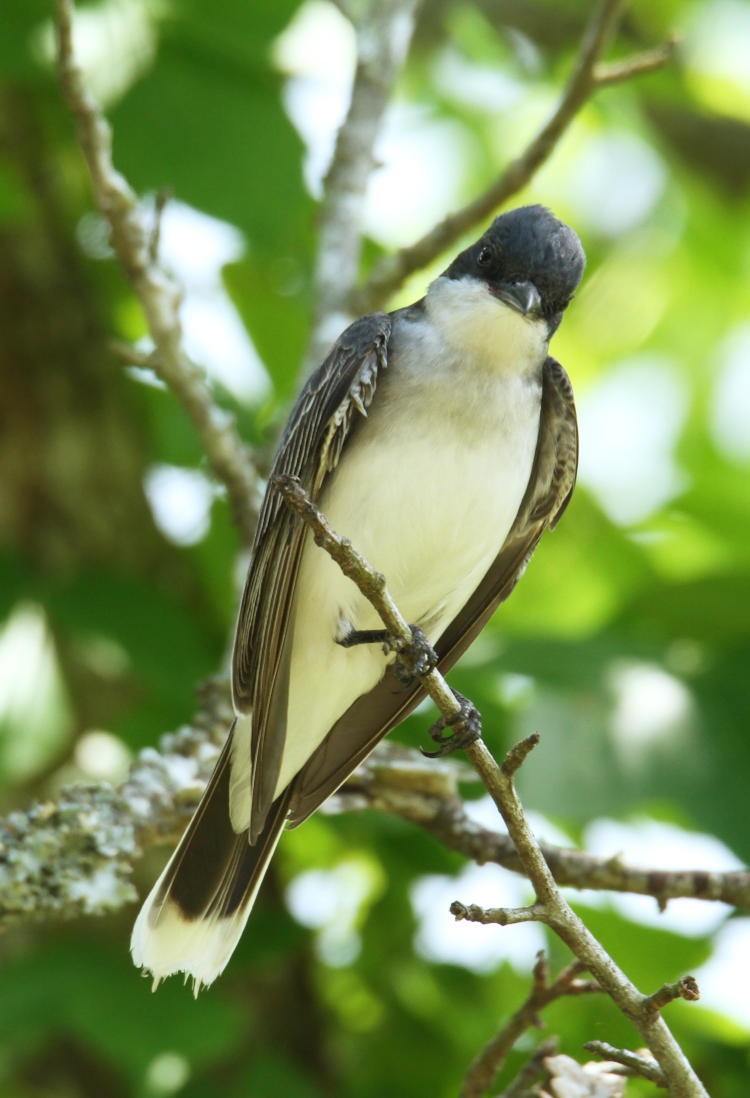 eastern kingbird Tyrannus tyrannus wondering what you're doing