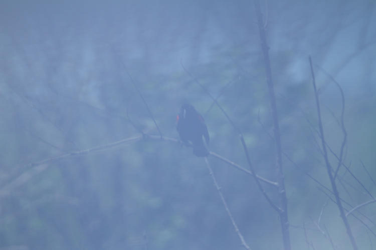 male red-winged blackbird Agelaius phoeniceus photographed through a passing car