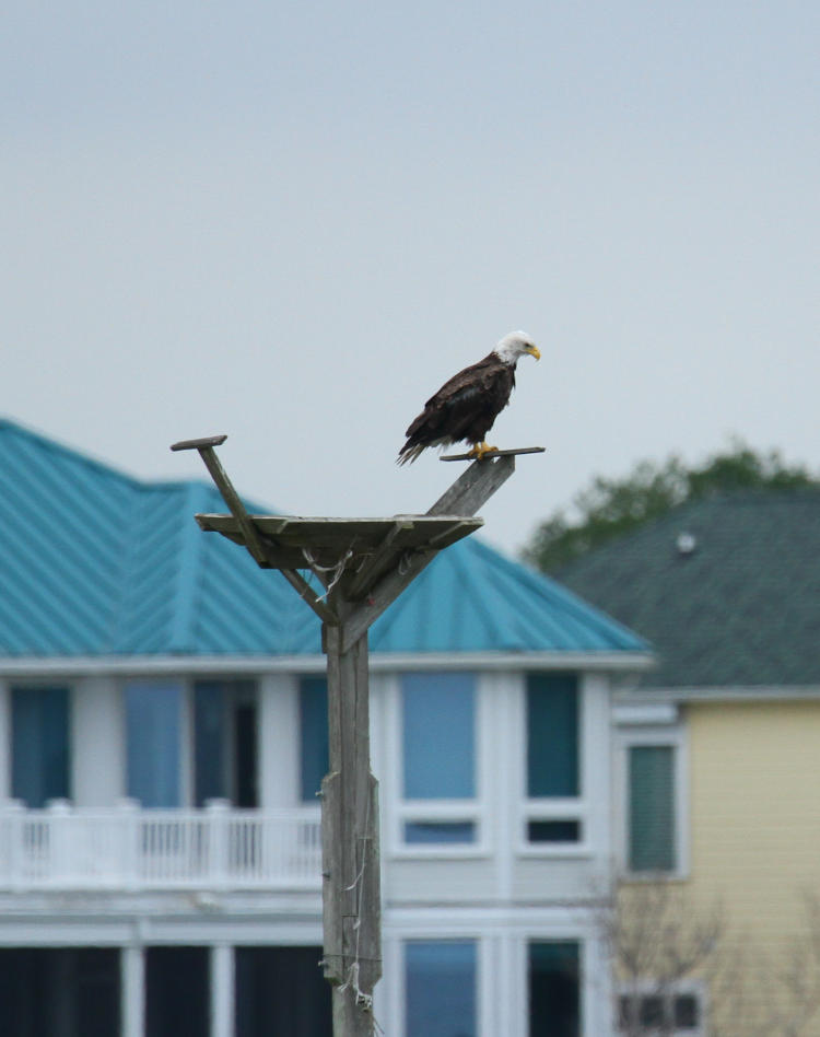 adult bald eagle Haliaeetus leucocephalus perched on osprey platform over sound