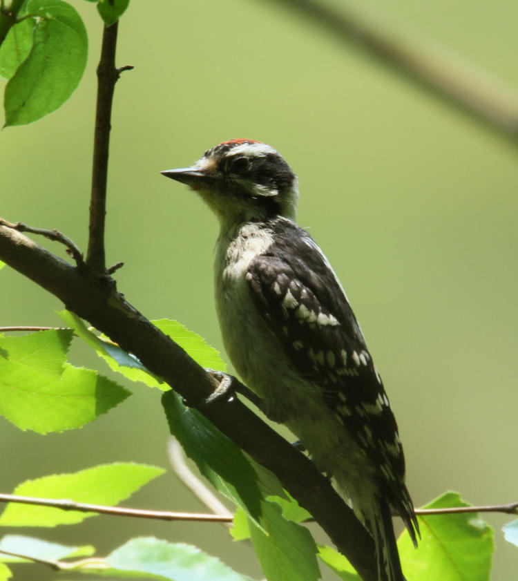 juvenile downy woodpecker Dryobates pubescens catching the light