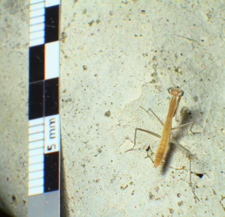 newborn Chinese mantid Tenodera sinensis near millimeter scale