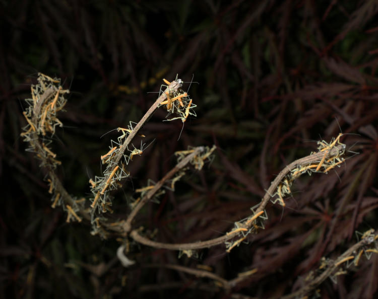 newborn Chinese mantids Tenodera sinensis swamring over branches near egg sac ootheca