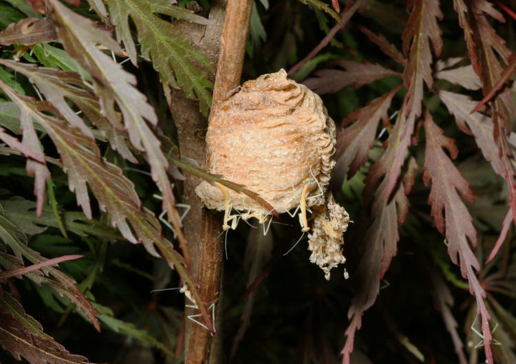 egg sac ootheca of Chinese mantis Tenodera sinensis during hatching