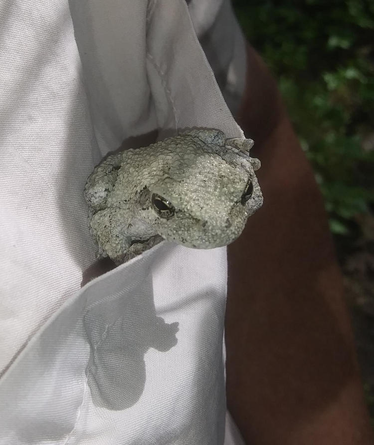 Copes grey treefrog Hyla chrysoscelis still in author's shirt pocket