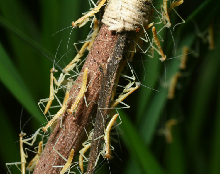cluster of newborn Chinese mantids Tenodera sinensis on branch where ootheca was attached