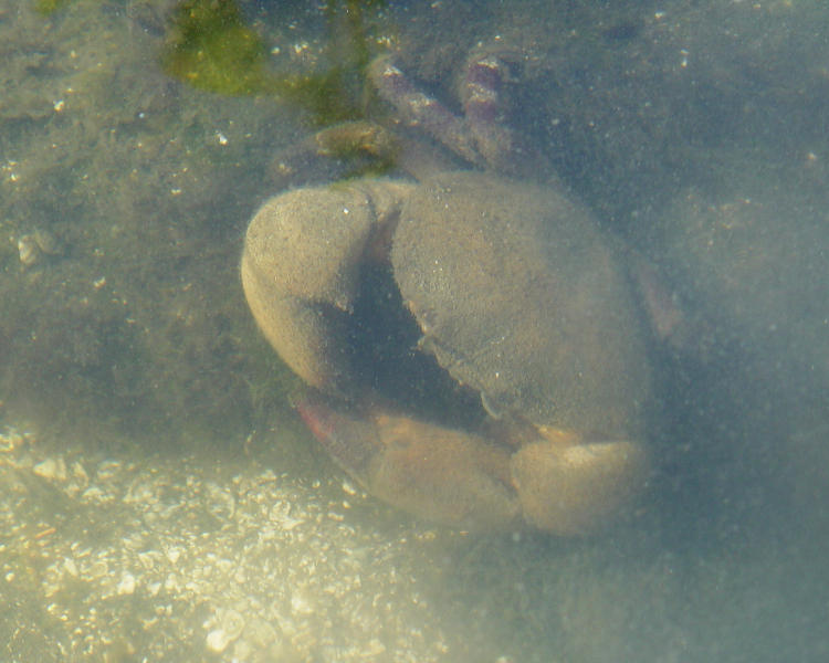 Florida stone crab Menippe mercenaria chillin in shallows