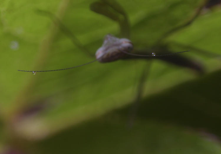 very young Chinese mantis Tenodera sinensis with dewdrops on antennae