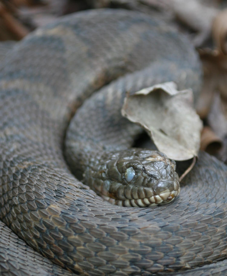 northern water snake Nerodia sipedon sipedon sunning itself before impending molt